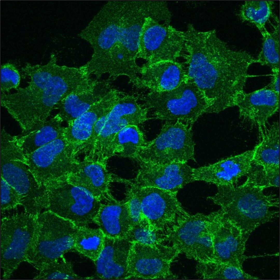 immunofluorescence cellular image